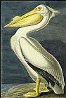 American White Pelican